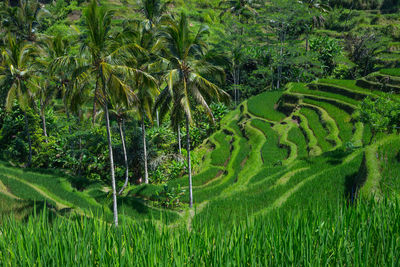 Scenic view of rice field