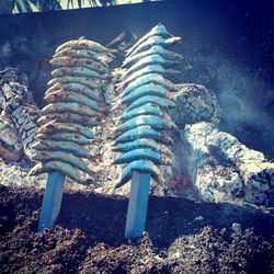 Close-up view of leaf