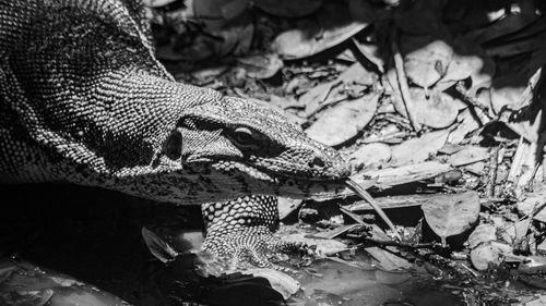 Close-up of a lizard