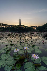 View of water lily in lake at sunset