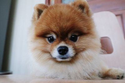 Portrait of dog at home