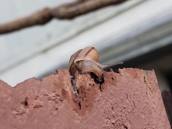 Close-up of snail on metal