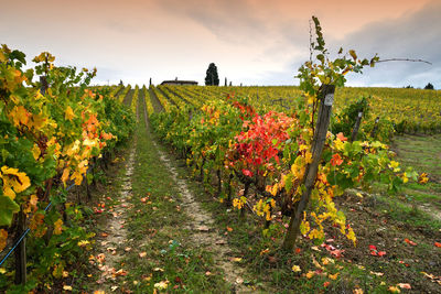 Scenic view of vineyard against sky