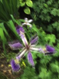 Close-up of purple flowers