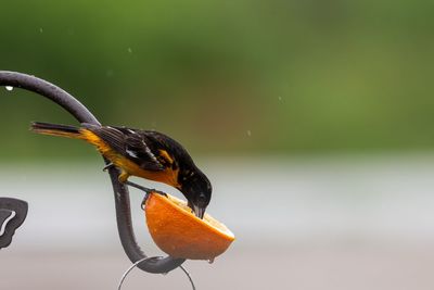 Close-up of bird perching