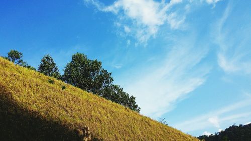 Low angle view of trees against blue sky