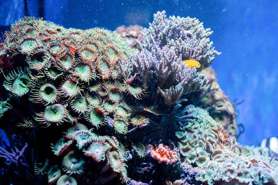 Underwater image of sea plants and algae in the sea, fish swimming in aquarium
