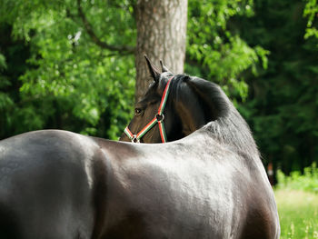 Close-up of brown horse outdoors