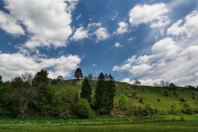 Trees on field against sky