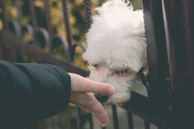 Close-up of hand holding dog