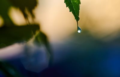 Close-up of water drops on plant