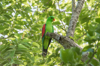 Low angle view of bird perching on branch