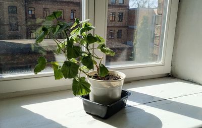 Potted plants on window sill of building