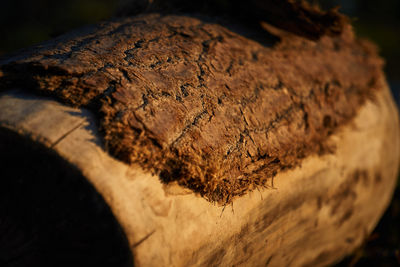 High angle view of bread