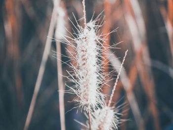 Close-up of cactus plant