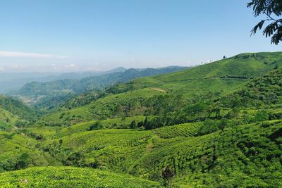 Tea plantation