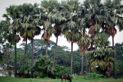 Panoramic view of trees on field against sky