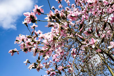 Low angle view of cherry blossoms against sky