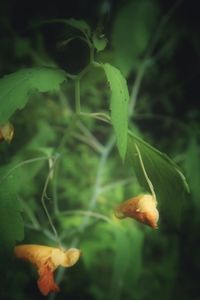 Close-up of yellow flowering plant