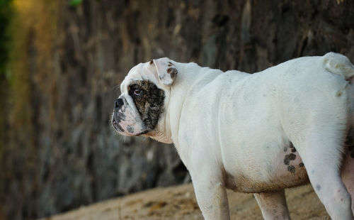 Close-up portrait of dog