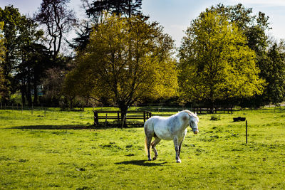 Horse in a field