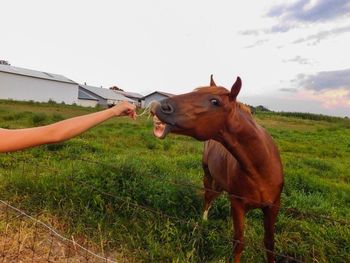 Man holding horse on field against clear sky