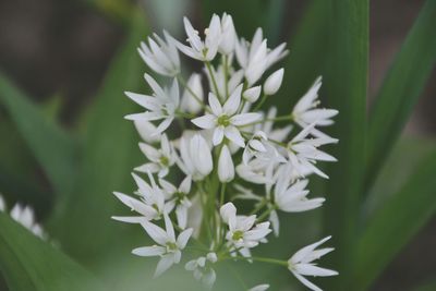 Close-up of white flowers