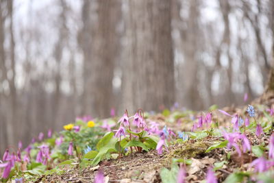 Close-up of purple crocus flowers growing on field