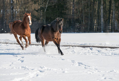Horses running in snow covered land