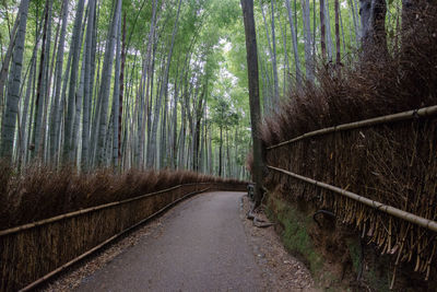 Arashiyama bamboo grove, kyoto, japan