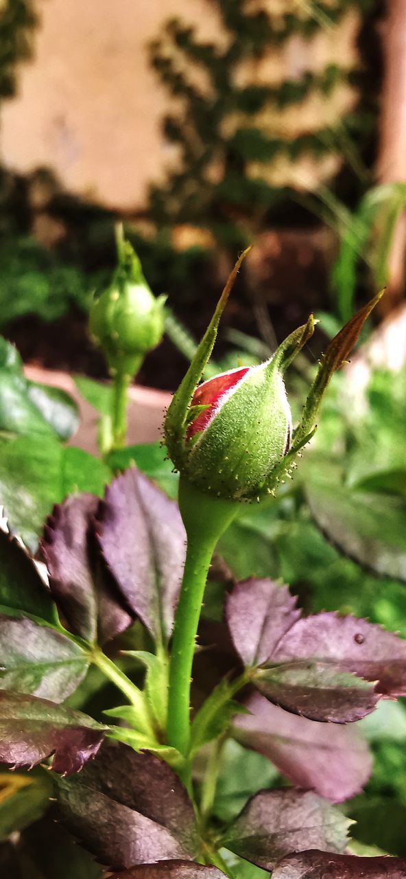 CLOSE-UP OF RED ROSE ON LEAF