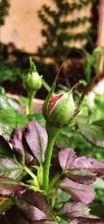 Close-up of red rose on plant