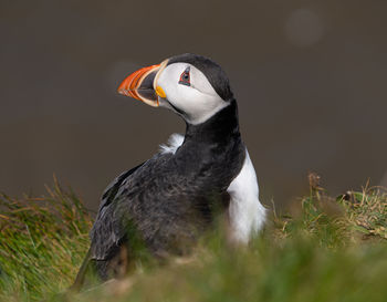 Single puffin portrait close up seabird showing black, white and orange marking, feathers and beak