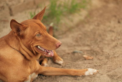 Close-up of a dog looking away