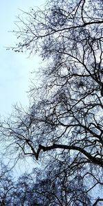 Low angle view of bare tree against clear sky