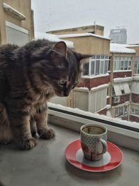 Cat by cup at window