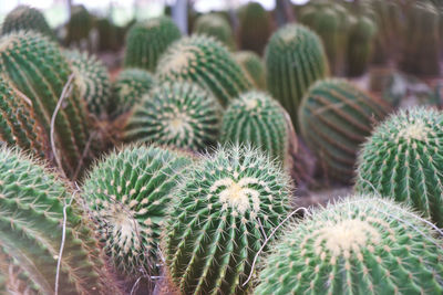 Close-up of succulent plant