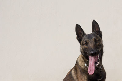 Close-up portrait of a dog