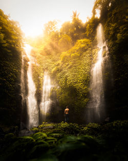 Scenic view of waterfall in forest