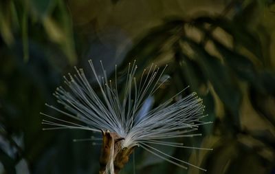 Close-up of plant against blurred background