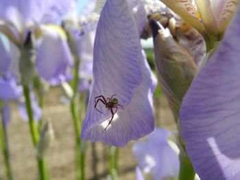 Close-up of insect on purple flower