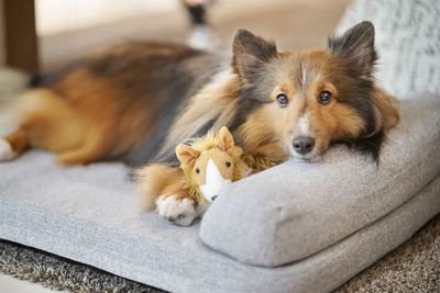 Close-up portrait of a dog resting