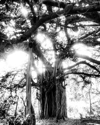 Low angle view of trees in forest against sky