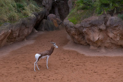 Side view of horse on rock