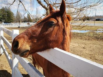 Close-up of an animal on field