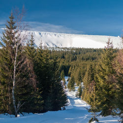 Trees on snow covered land against sky