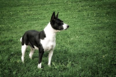 Full length of a dog on field