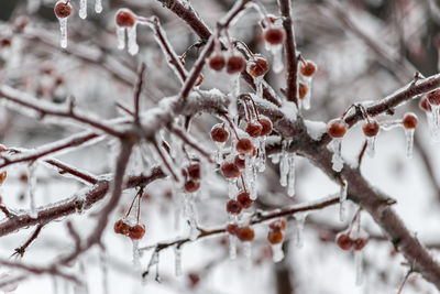 Close-up of frozen plant during winter