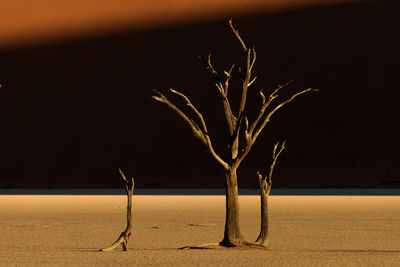Close-up of bare tree at night