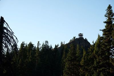 Low angle view of trees against clear sky